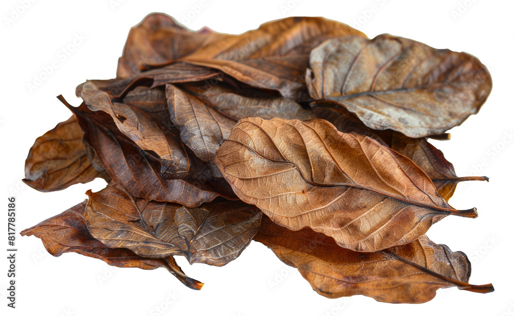 Pile of dry autumn leaves with rich textures and colors, cut out - stock png.