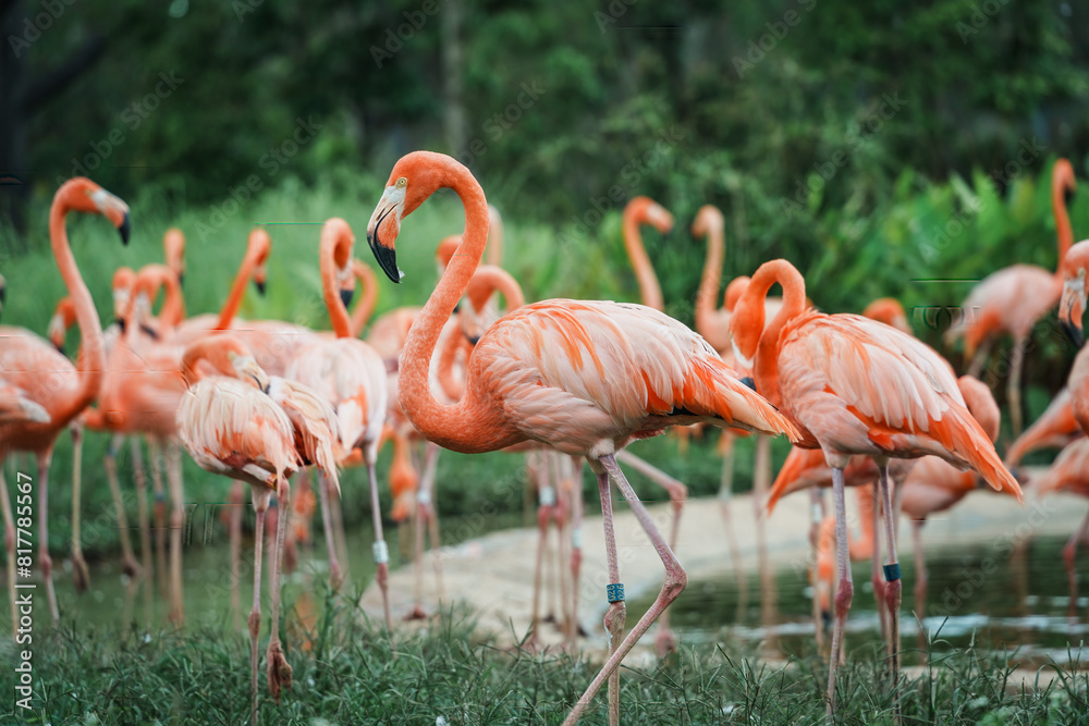 Close-up of flamingos in Singapore bird paradise Close-up of flamingos in Singapore bird paradise