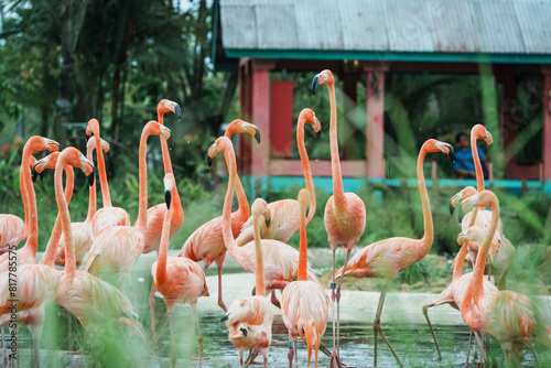 Canvas Print Close-up of flamingos in Singapore bird paradise