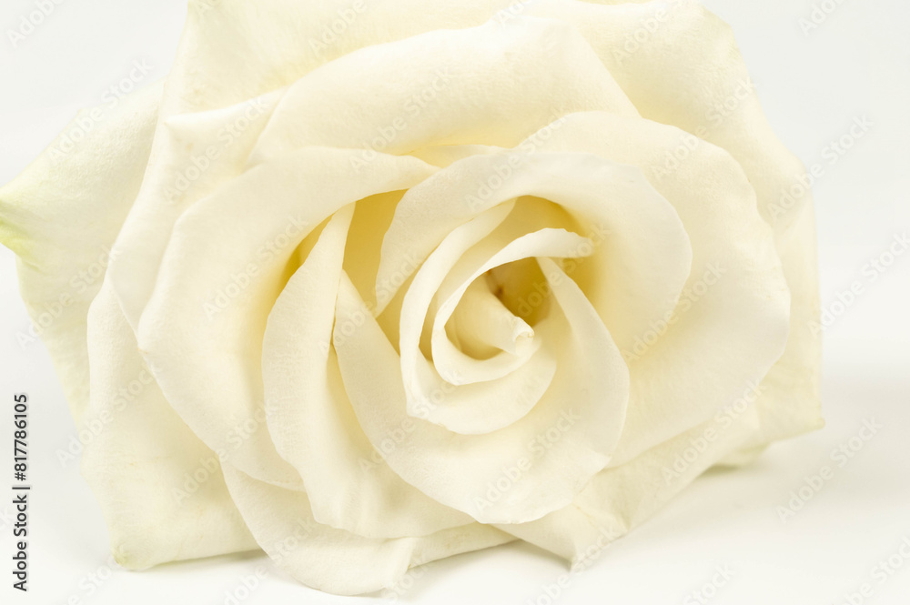 White rose on white background. One rose flat lay. Copy space. White rose on white background. One rose flat lay. Copy space.