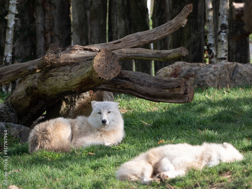 White wolves at the Beauval Zoo in France