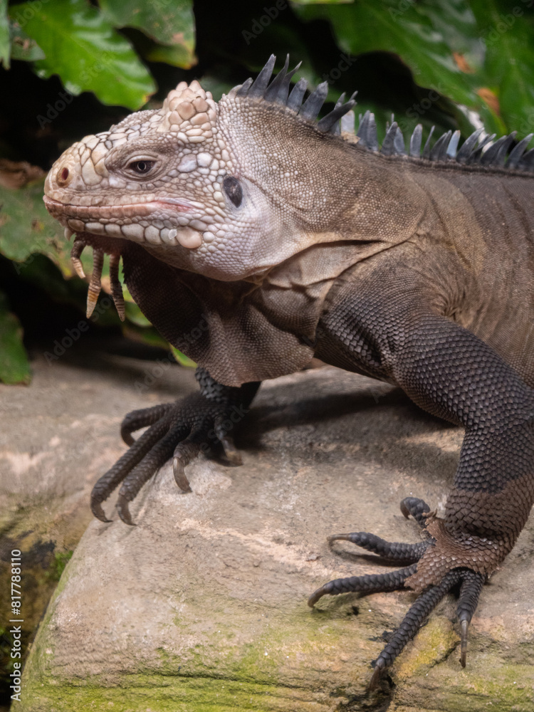 Iguana at the Beauval Zoo in France Iguana at the Beauval Zoo in France