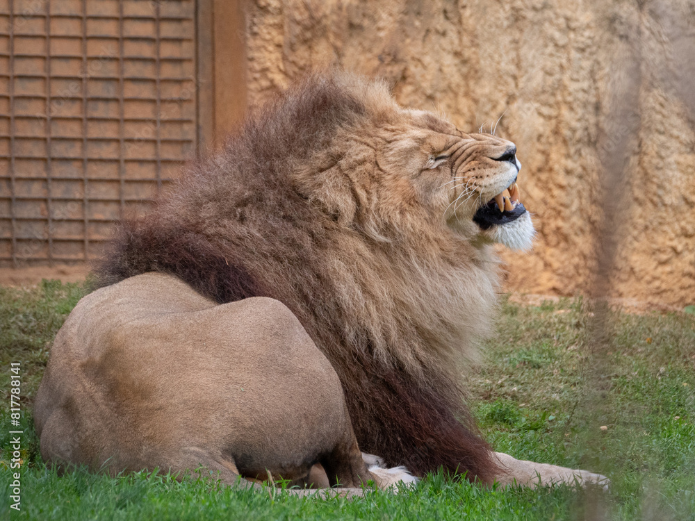 Naklejka premium Lion at the Beauval Zoo in France