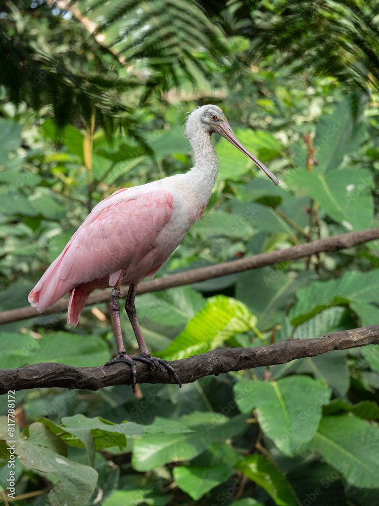 Roseate Spoonbill at the Beauval Zoo in France