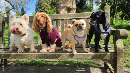 Photography A pack of cute and happy dogs of various breed and size are socializing together