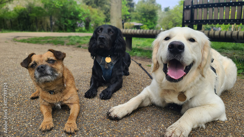 A pack of cute and happy dogs of various breed and size are socializing together, hanging out in a park on their dog walk photo