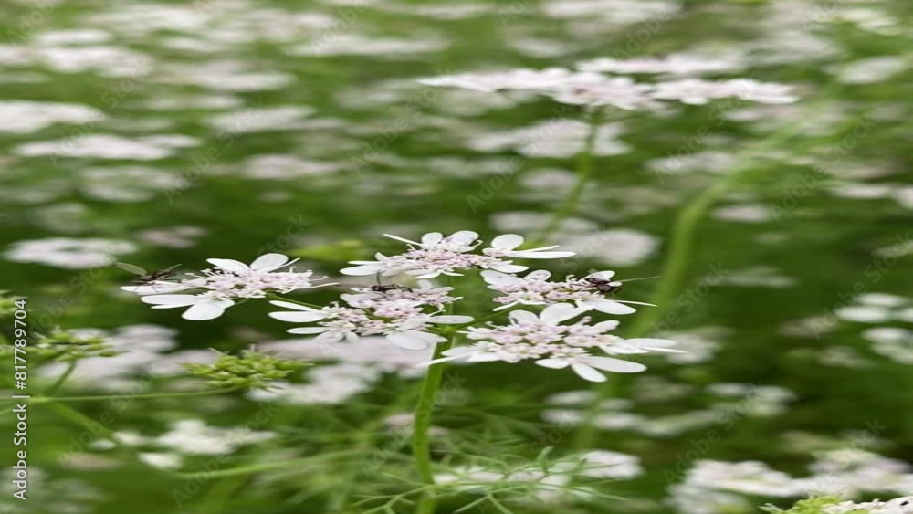 white flowers white flowers
