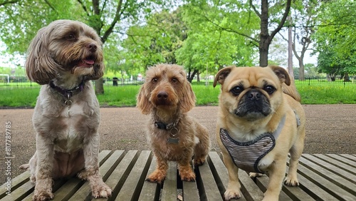 Photography A pack of cute and happy dogs of various breed and size are socializing together