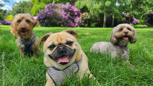 Photography A pack of cute and happy dogs of various breed and size are socializing together
