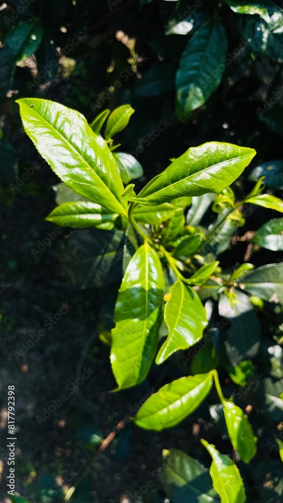 Cluster of vibrant green plants with lush green leaves in a garden on a sunny day Cluster of vibrant green plants with lush green leaves in a garden on a sunny day