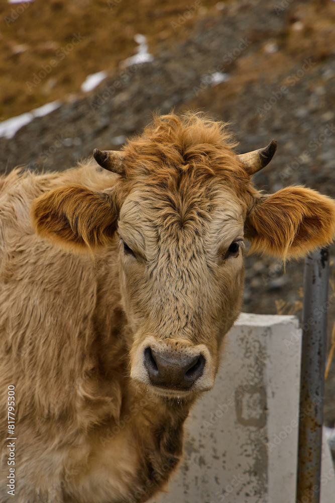 Close-up of a brown cow in winter in Georgia, Stepantsminda Close-up of a brown cow in winter in Georgia, Stepantsminda