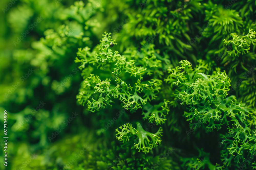 A detailed close-up of tree moss, showcasing its soft, velvety texture and vibrant green color. 