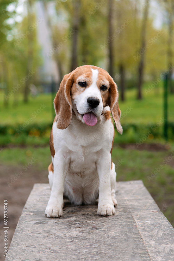 Happy funny beagle puppy sitting on the walk in the park. Small dog with black, brown and white stains outdoors