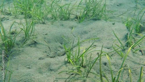 Marine fish Thornback Ray (Raja clavata) slowly slides out of frame through a clump of sea grass. Mediterranean. photo