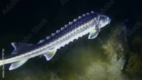 Azov-Black sea sturgeon or Russian sturgeon (Acipenser gueldenstaedtii) slowly swims against the backdrop of brown algae and dark water, then leaves the frame, night shot. photo