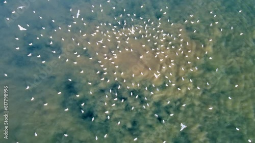 Discharge of sewer pipes into the sea. A geyser of brown water bubbles that rise from the depths of the sea is a mass gathering place for sea gulls. photo