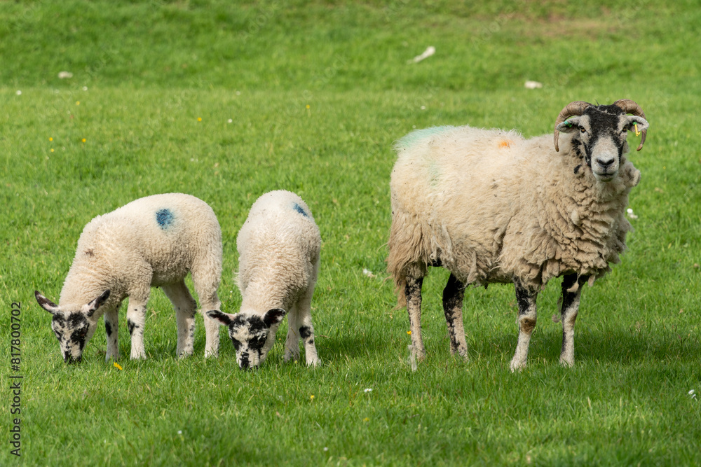 Sheep in pasture, in the Yorkshire Dales, UK. British farming concept, countryside, farmland.
Sheep in pasture, in the Yorkshire Dales, UK. British farming concept, countryside, farmland.