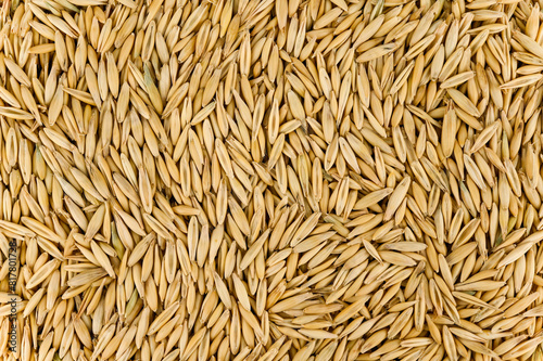 Background of oat grain seeds. Top view.