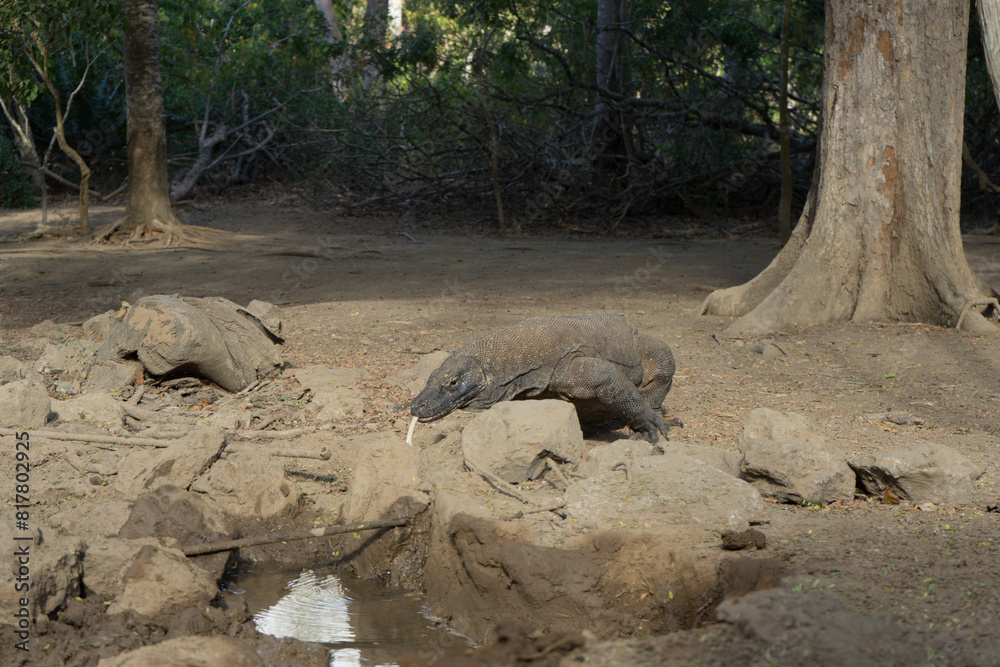 A Komodo dragon casually strolling through its natural habitat A Komodo dragon casually strolling through its natural habitat