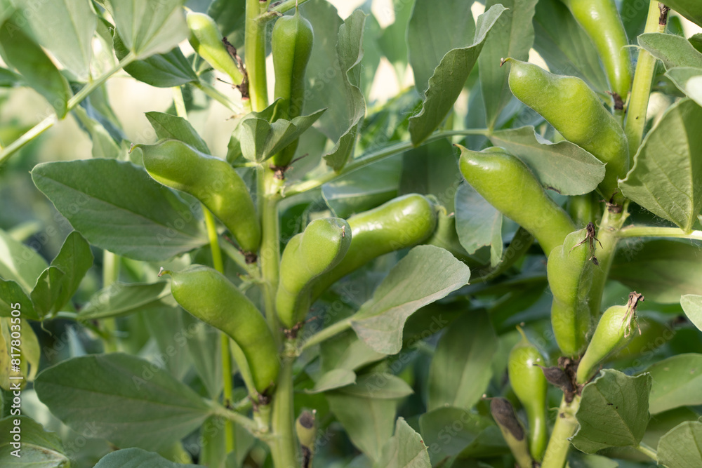 broad beans ready to harvest in garden. broad beans ready to harvest in garden.