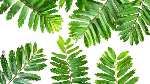 Isolated Mimosa green leaves set in a harmonious composition, symbolizing renewal and vitality.