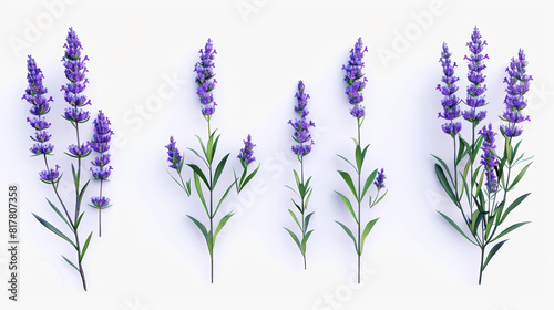 Aesthetic 3d photo of lavender flowers Delicate romantic pattern on a white background. Generative AI