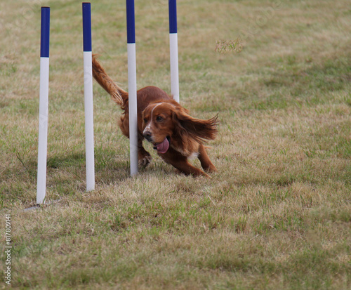 A Spaniel Dog Running Through an Agility Training Obstacle.