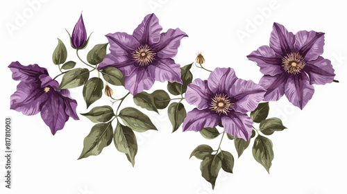 Clematis or Travellers joy purple blooming flowers