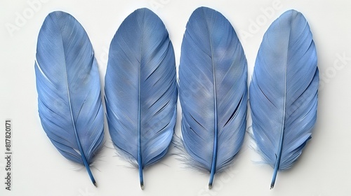   A trio of blue feathers rests together on a white backdrop, with one feather stacked atop the others