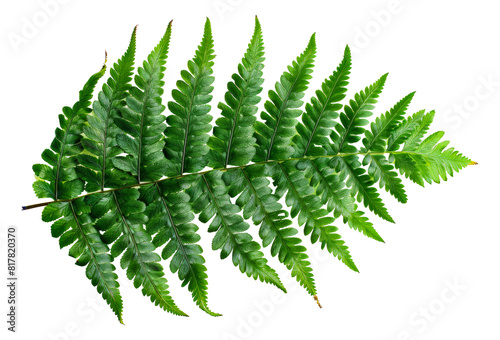 Large green fern leaf  cut out - stock png.