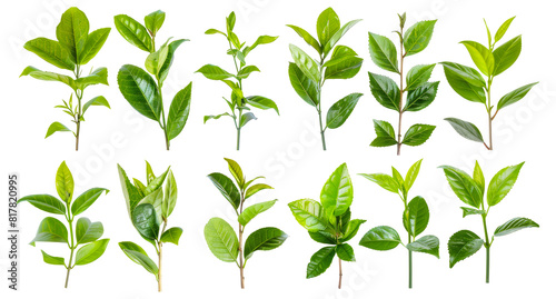 Assorted fresh tea leaves collection  cut out - stock png.