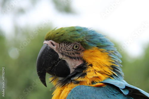 A Close-up of the Head and Beak of a Macaw Parrot Bird.