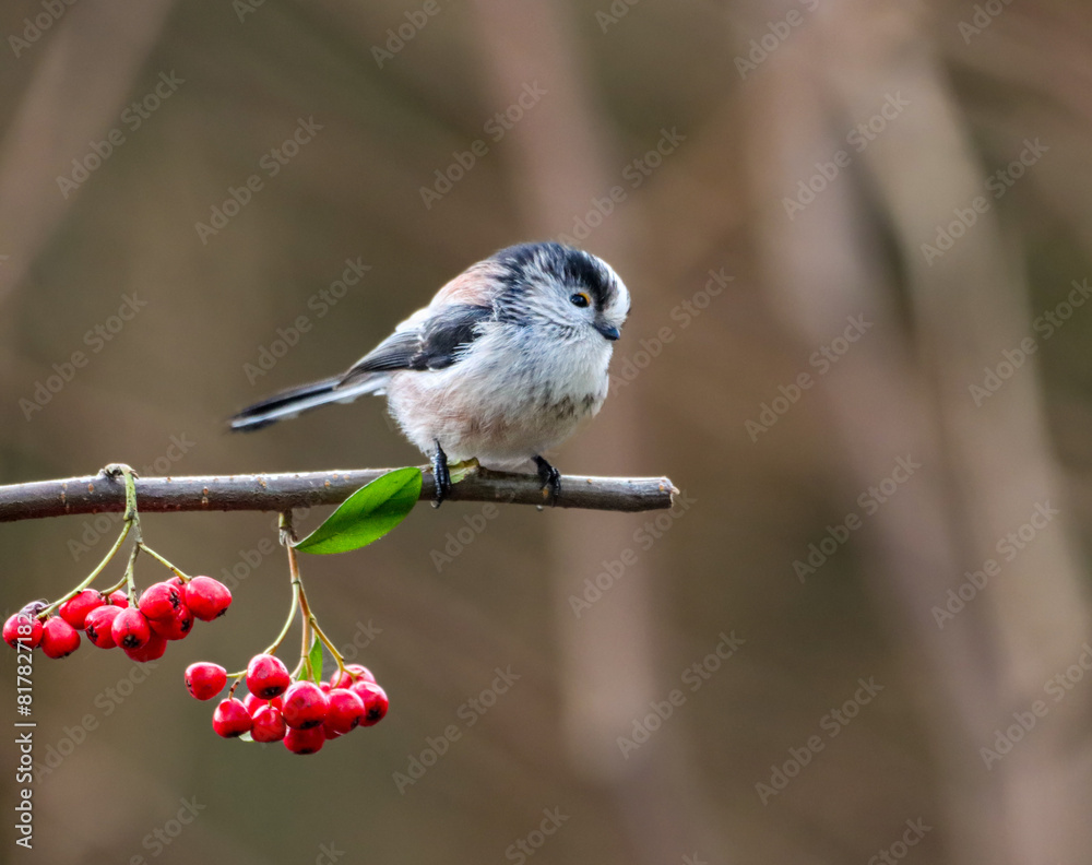 Naklejka premium Beautiful Long tailed tit bird gracefully perched on a branch
