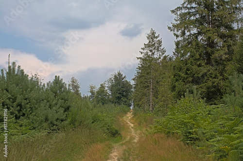 Path in a forest on a cloudy summer day in Ardennes, Wallonia, Belgium  photo