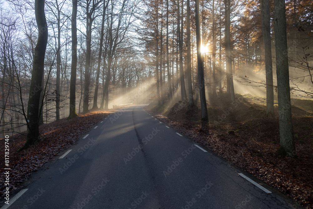 Dark road stretching out into the distance, bordered by trees on either side Dark road stretching out into the distance, bordered by trees on either side