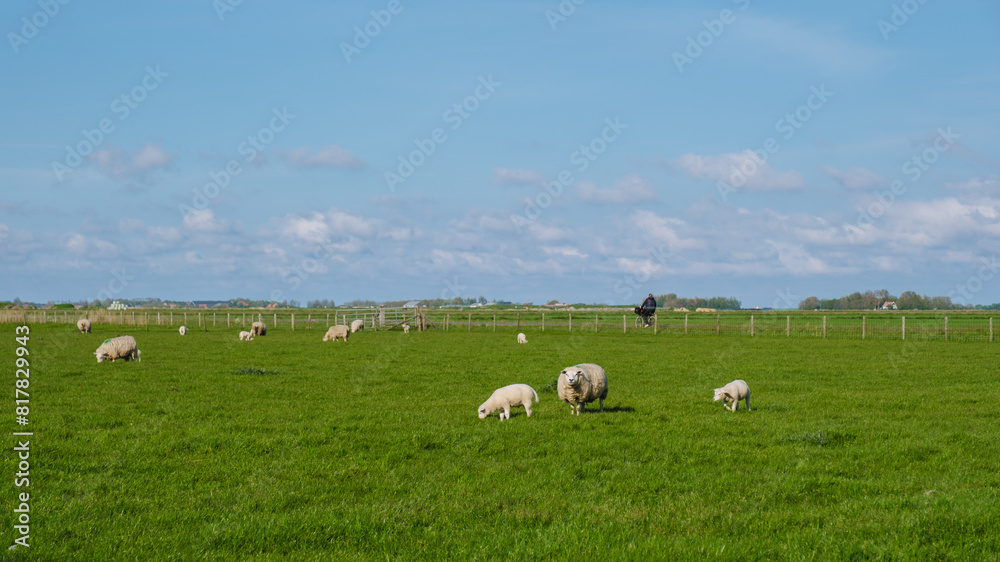 A harmonious scene unfolds as a group of sheep serenely graze in a lush green field in Texel, Netherlands. A harmonious scene unfolds as a group of sheep serenely graze in a lush green field in Texel, Netherlands.