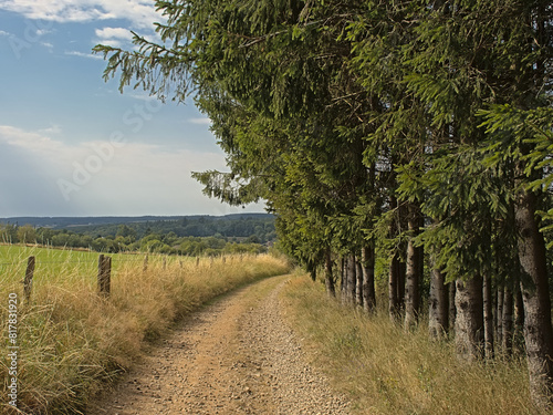 Hiking trail in the forest on a cloudy summer day in Ardennes, Wallonia, Belgium  photo