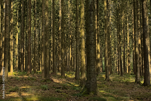Sunny pine forest in Ardennes near Saint Hubert, Wallonia, Belgium 
