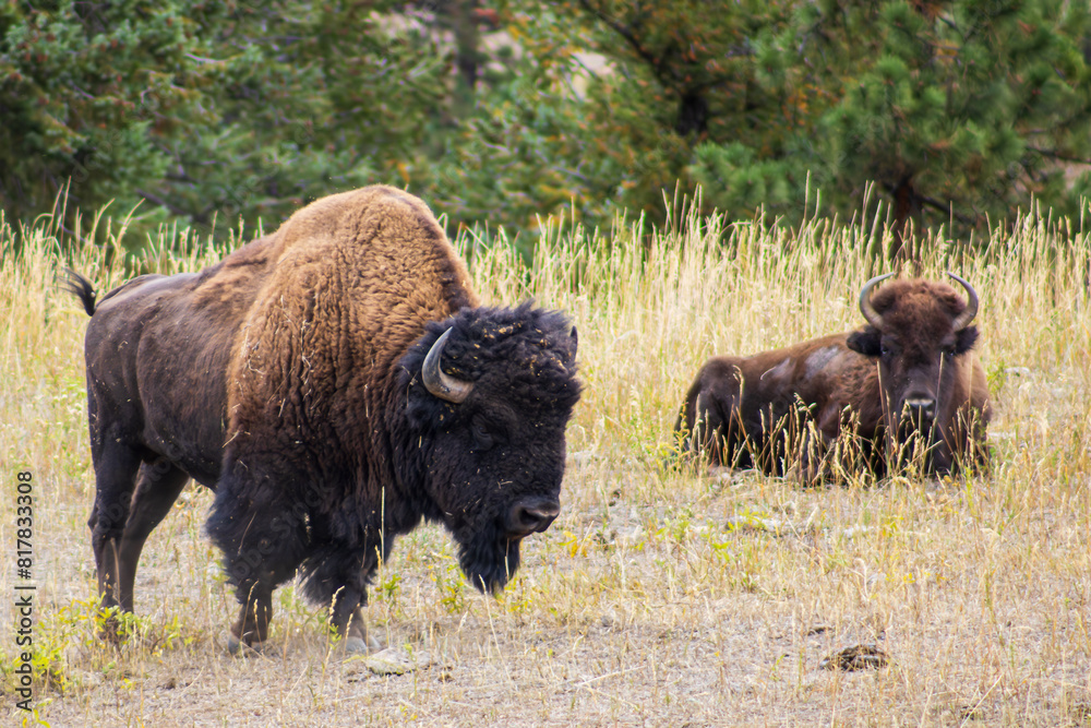 Two bison in a natural grassland habitat, one standing alert and the other resting Two bison in a natural grassland habitat, one standing alert and the other resting
