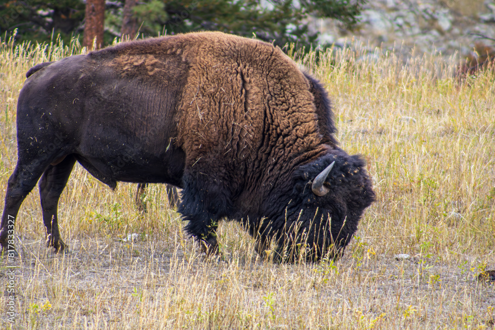 Lone bison foraging in a field with sparse trees in the background, representing wilderness. Lone bison foraging in a field with sparse trees in the background, representing wilderness.