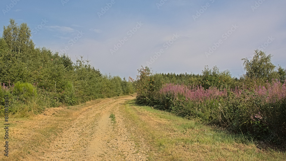 Dirt road along a forest and loosestrife flower field in Ardennes, Wallonia, Belgium 