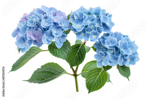Fototapeta Naklejka Na Ścianę i Meble -  Beautiful cluster of blue hydrangea flowers with lush green leaves, cut out - stock png.