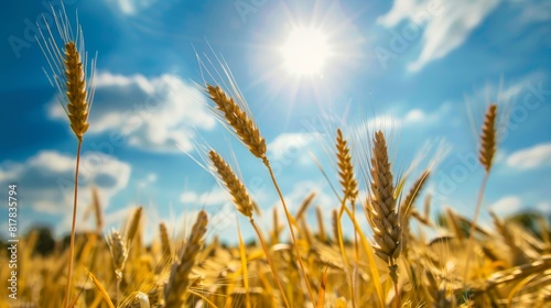 A field of droughtresistant crops under a bright sun, agricultural innovation in response to changing climate conditions photo