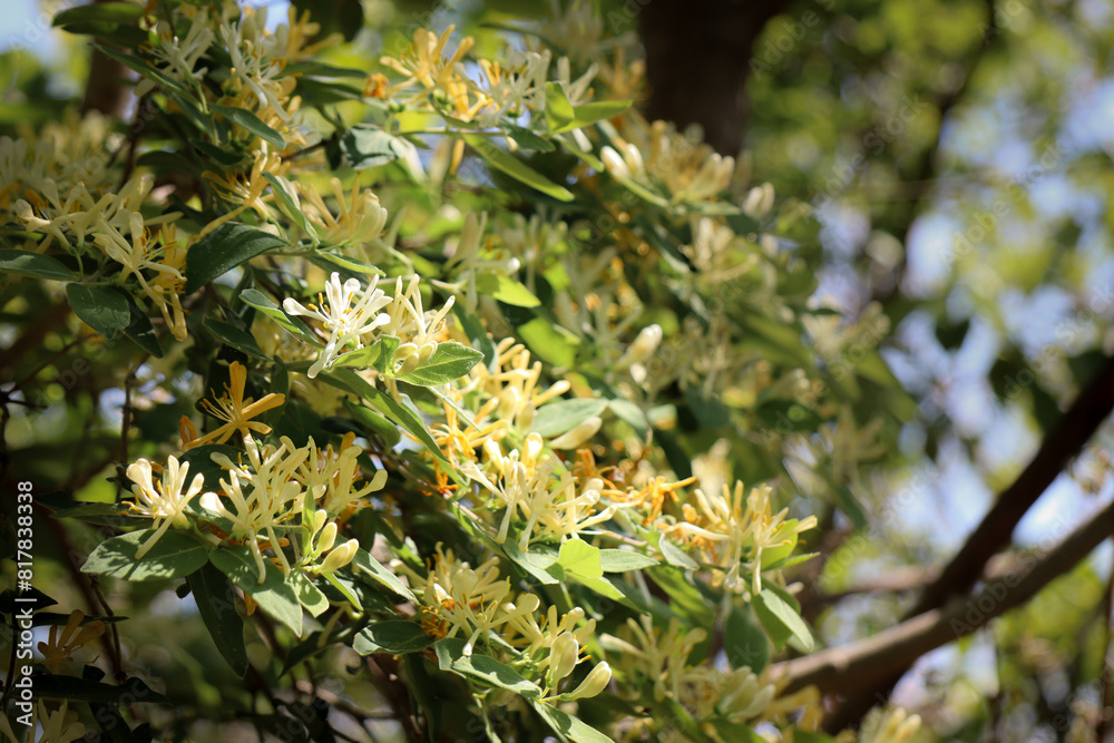 Fototapeta premium A closeup shot of a Honeysuckle shrub.