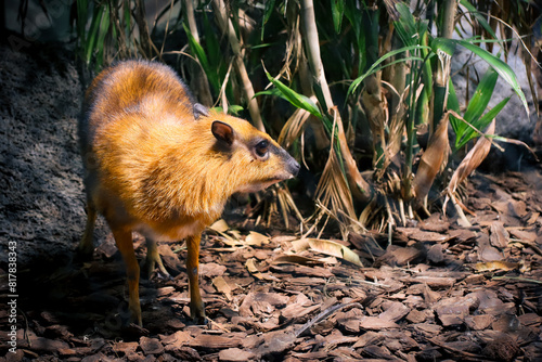 A closeup shot of a Lesser mouse-deer photo