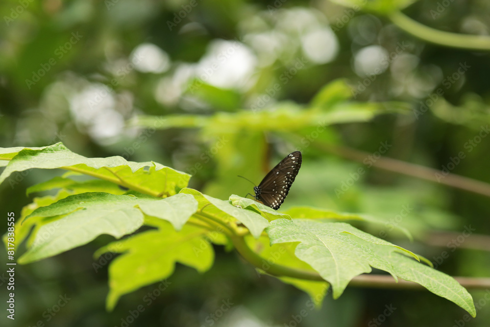 Butterfly sits on a leaf in the park, butterfly close-up Butterfly sits on a leaf in the park, butterfly close-up