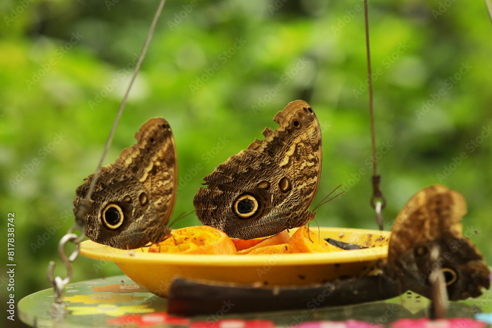 Fototapeta premium Brown butterflies at a feeding station. Close-up of owl butterflies eating orange slices on a plate.