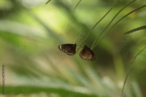 Malayan Eggfly butterfly on a branch in the park, beautiful natural background for text photo