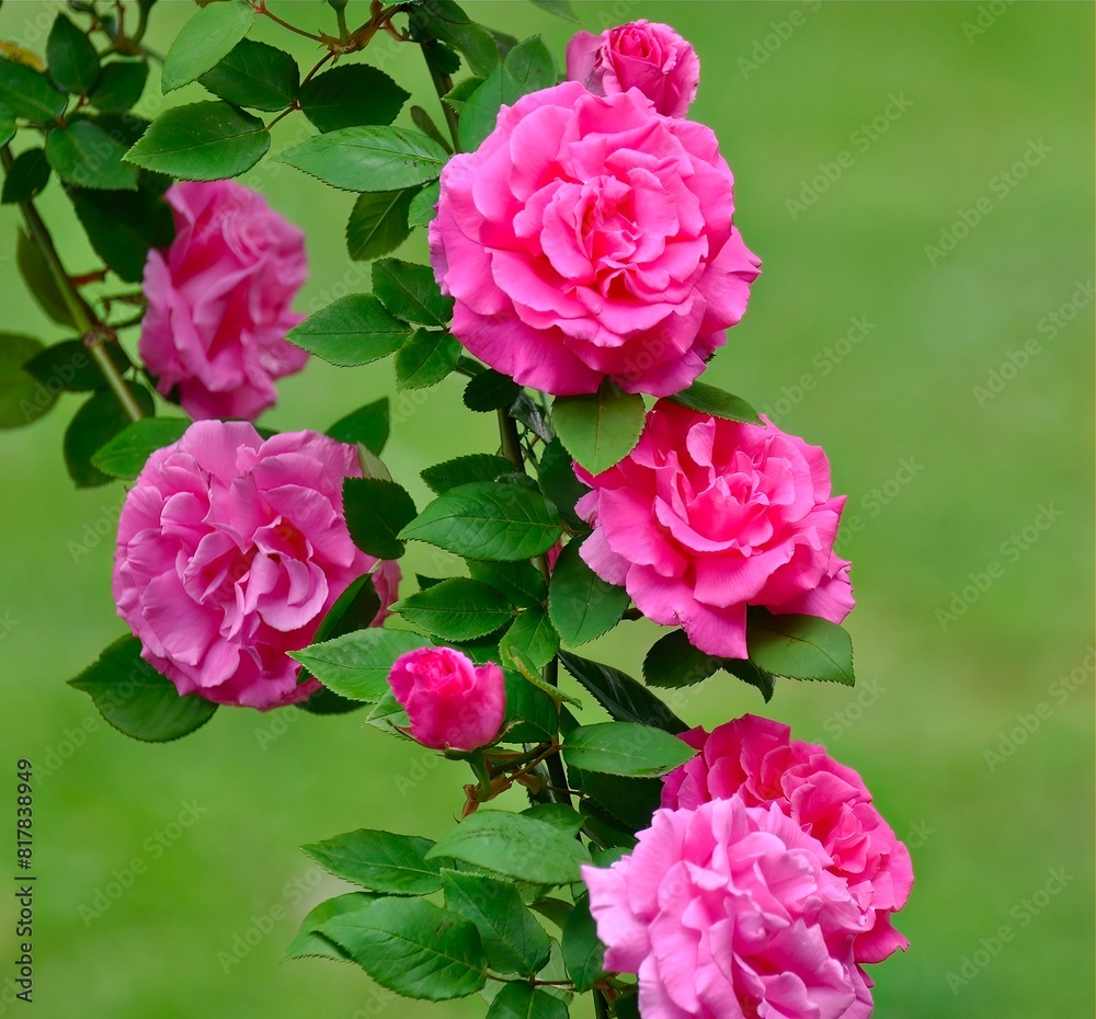 Beautiful branch with vibrant pink Zephirine Drouhin, Bourbon Roses Beautiful branch with vibrant pink Zephirine Drouhin, Bourbon Roses