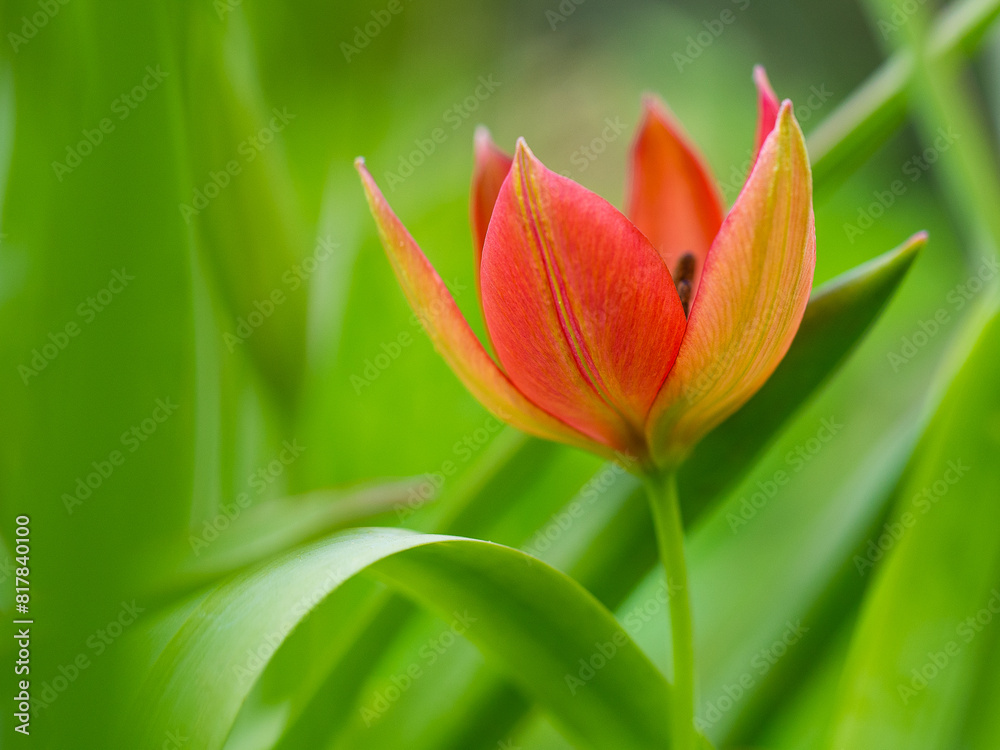 Vibrant red tulip atop a lush green plant with long, leafy foliage Vibrant red tulip atop a lush green plant with long, leafy foliage
